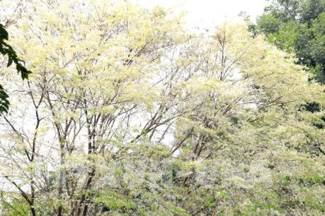 Sắc trắng hoa sưa giữa Hà Nội mùa thay lá