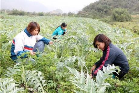 Xây dựng thương hiệu cho dược liệu Lào Cai