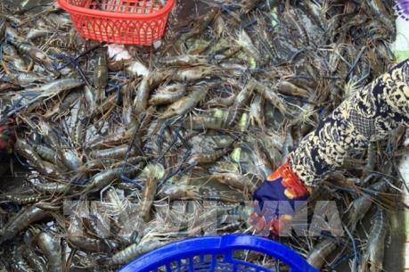 Ngăn chặn virus mới trên tôm xâm nhập gây thiệt hại trong thủy sản