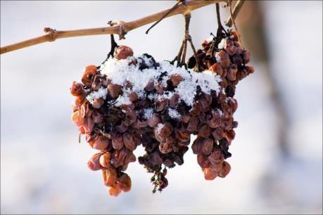 Đặc sản rượu vang tuyết của Đức có thể trở thành "hàng hiếm"
