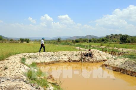 Lâm Đồng triển khai các giải pháp cấp bách khắc phục khô hạn 