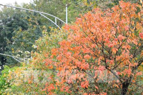 Hà Nội mùa cây thay lá