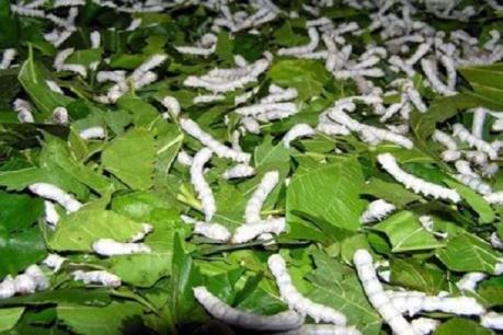 Dịch COVID-19: Gỡ khó cho doanh nghiệp nhập khẩu trứng tằm giống