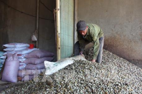 Cảnh giác trước tội phạm, thủ đoạn ép giá thu mua hạt điều tươi