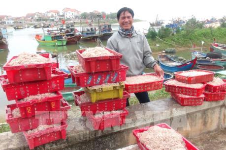 Ngư dân Quảng Bình được mùa ruốc biển