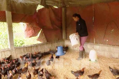 Giá gia cầm tại Trà Vinh tăng