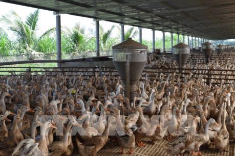 Chăn nuôi an toàn sinh học: Chìa khóa mùa cúm gia cầm