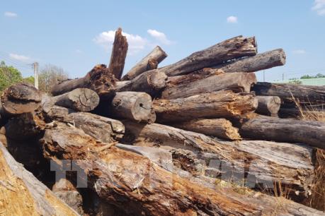 Mất rừng, mất tiền, hàng ngàn mét khối gỗ để mục nát ở Bình Phước