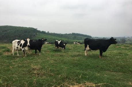 Tập đoàn TH hoàn thành thỏa thuận mua ba trang trại gia súc ở Australia