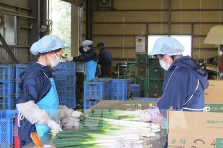 Việt Nam phối hợp chặt với Nhật Bản bảo đảm sức khỏe thực tập sinh