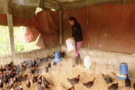 Xử lý dứt điểm các ổ dịch gia súc, gia cầm, không để lây lan, kéo dài