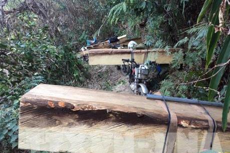 Kon Tum: Giao công an tỉnh điều tra vụ phá rừng ở Đăk Tô