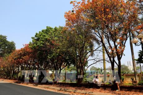 Con đường lá vàng đẹp ngất ngây tại Đại học Sư phạm Hà Nội