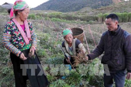 Cây dược liệu, hướng đi mới giúp người dân vùng cao thoát nghèo