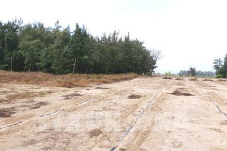 Thiếu nước, nhiều diện tích rừng phòng hộ ven biển ở Sóc Trăng chết khô