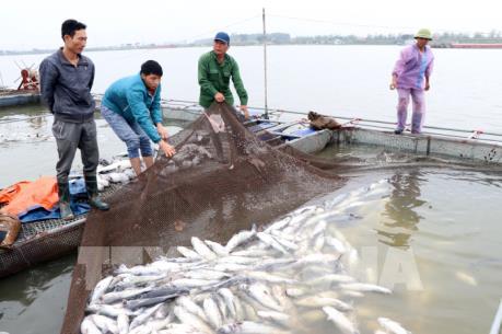 Nguyên nhân khiến hơn 100 tấn cá lồng chết trên sông Thái Bình