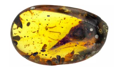 Phát hiện loài khủng long bé hơn loài chim ruồi nhỏ nhất thế giới