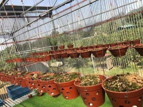 Lâm Đồng: Khởi tố vụ án vụ trộm vườn lan quý trị giá hơn 4 tỷ đồng