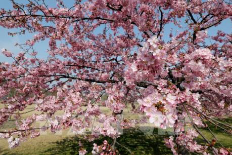 Mùa hoa xuân tuyệt đẹp ở Trung Quốc