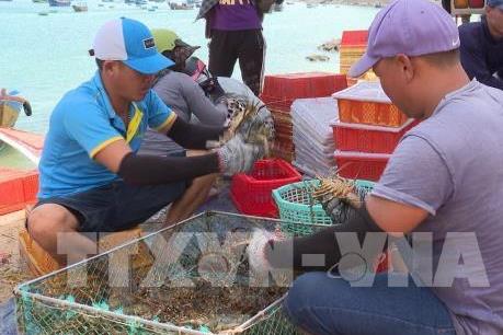 Giá tôm hùm thương phẩm tăng