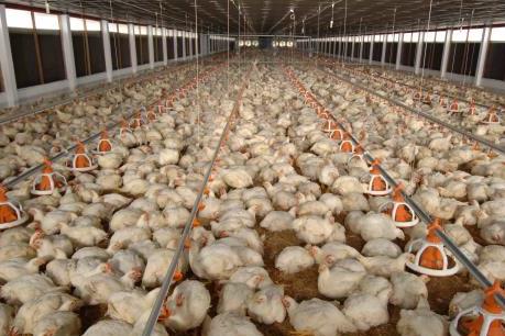 Gà trắng công nghiệp khó tiêu thụ tại phía Nam