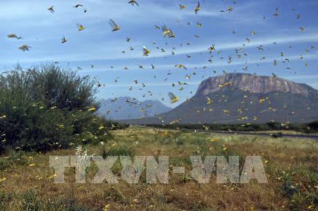 Chủ động giám sát từ xa, phòng dịch châu chấu sa mạc