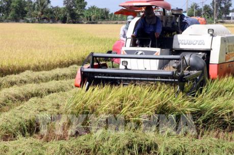 Nông dân được mùa lúa nhờ né hạn mặn