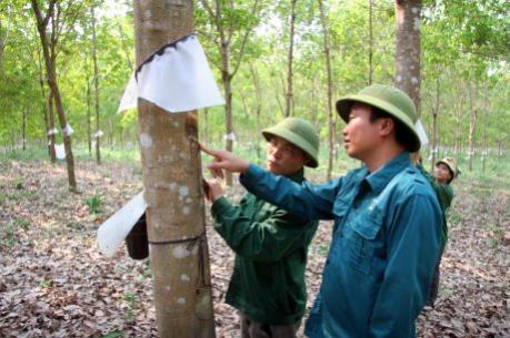 VRG quy hoạch 3 nhà máy chế biến ở phía Bắc