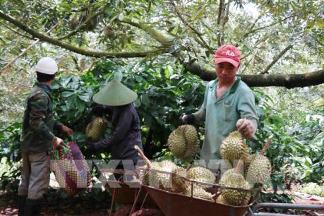 Giá sầu riêng tại Tiền Giang tăng mạnh