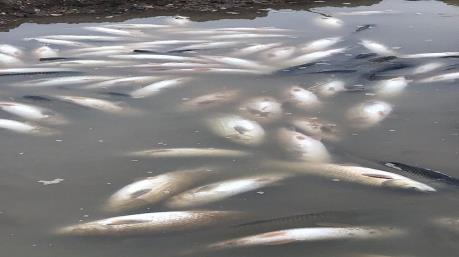 Thanh Hóa làm rõ nguyên nhân cá nuôi lồng chết bất thường trên sông Chu