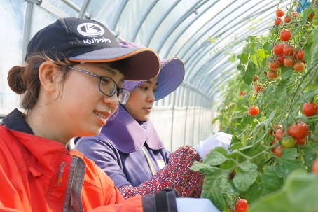 Nhật Bản thiếu 1.000 thực tập sinh nước ngoài trong ngành nông nghiệp