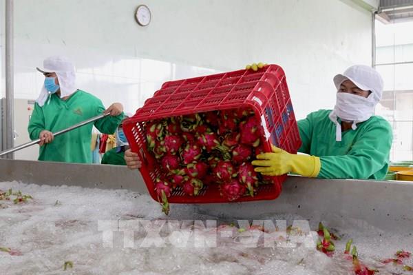 Giải quyết đầu ra nông sản - Bài cuối: Chiến lược phát triển dài hơi