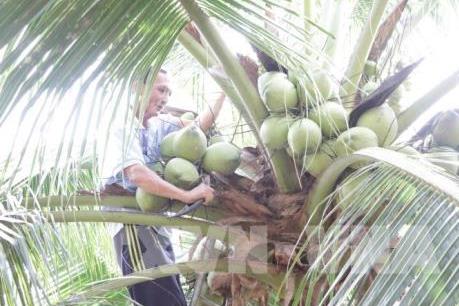 Phát triển sản phẩm OCOP - Bài 1: Thúc đẩy sản xuất hàng hóa đặc sản