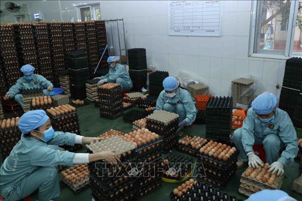 Dabaco đặt mục tiêu đạt tổng doanh thu năm 2021 tăng 18,7%