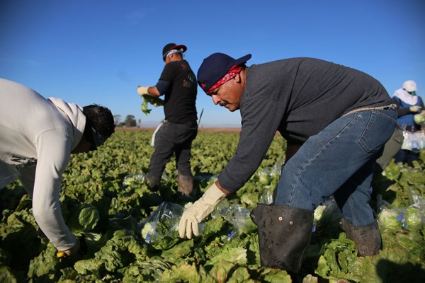 Châu Âu khan hiếm lao động nước ngoài làm việc theo thời vụ