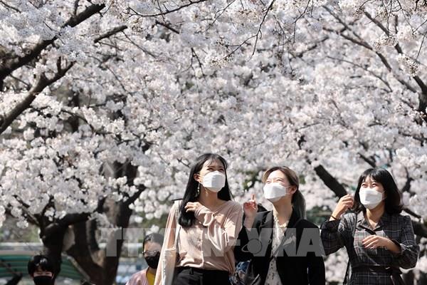 Tỷ lệ khỏi bệnh COVID-19 tại Hàn Quốc đạt trên 40%