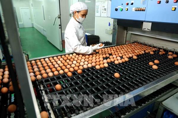 Thái Lan cấm xuất khẩu trứng gà trong 7 ngày để đáp ứng nhu cầu nội địa
