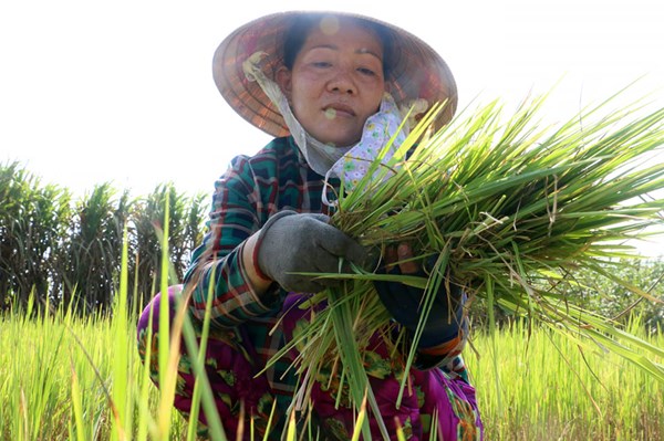 Cửu Long “khát” nước - Bài 2: Điêu đứng vì hạn mặn