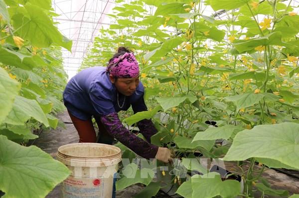 Bắc Ninh hút nguồn lực vào nông nghiệp công nghệ cao