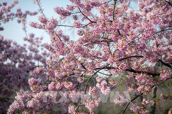 Hàn Quốc hủy lễ hội hoa anh đào