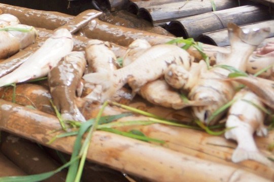 Cá trên sông Mã chết bất thường hàng loạt