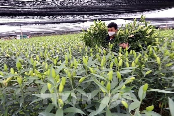 Tình cảnh hoa cười, người mếu vì dịch COVID-19