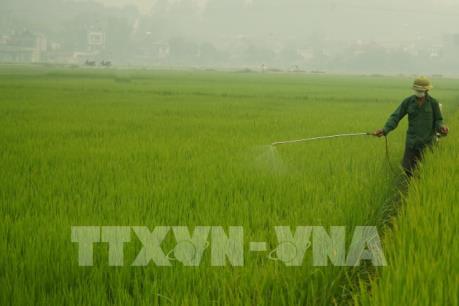 Theo dõi sát, cảnh báo kịp thời về dịch hại vụ Đông Xuân các tỉnh phía Bắc