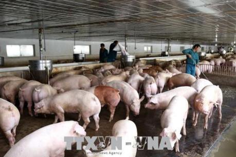 Bộ trưởng Nguyễn Xuân Cường: Đẩy mạnh tái đàn lợn an toàn để bù đắp thiếu hụt nguồn cung