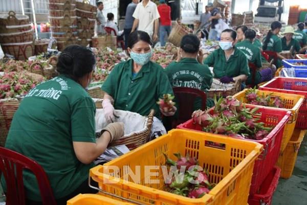 Hiệp định EVFTA: Nâng cao chuỗi giá trị gia tăng nông sản Việt