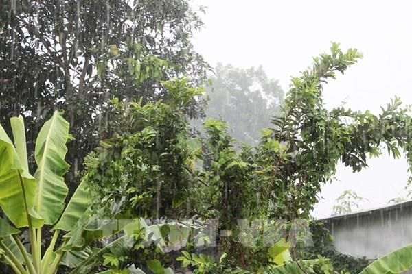 Mưa "vàng" giải nhiệt cho ĐBSCL giữa cao điểm hạn mặn