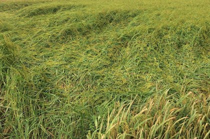 3.000 ha lúa gần thu hoạch bị đổ do mưa to, gió mạnh