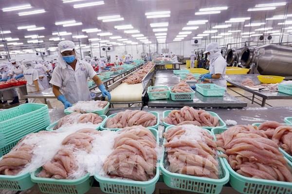 Giữ "đường bơi" cho cá tra Việt