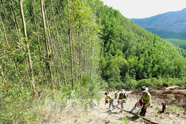 Quy hoạch lâm nghiệp quốc gia bền vững về diện tích và chất lượng