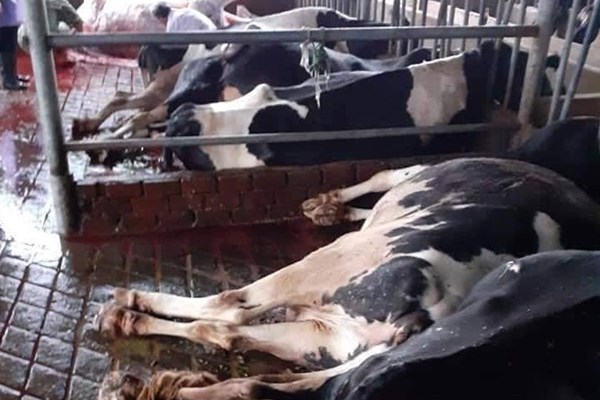 Lâm Đồng: Sét đánh chết đàn bò sữa và bê ở huyện Đức Trọng